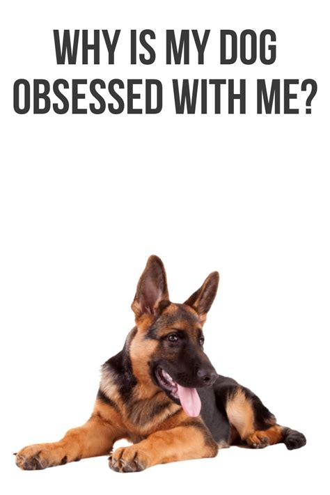 Why Is My Dog Obsessed With Me German Shepherd Funny Quotes German
