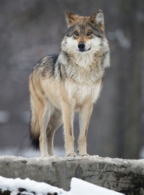 Mexican Gray Wolf Canis Lupus Baileyi By Chris Smith 動物 写真 オオカミ 動物