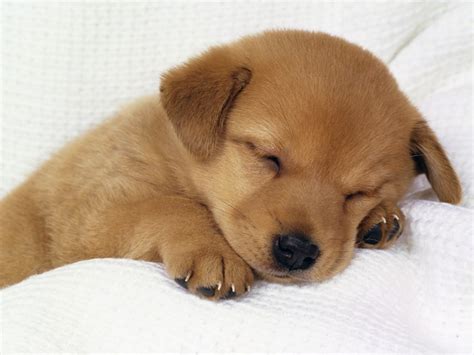 Cute Puppy Dogs Photo 33237869 Fanpop