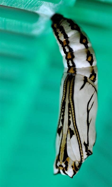 Glasswing Butterfly Chrysalis Butterfly Chrysalis Glasswing