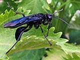 Black Wasp Photos