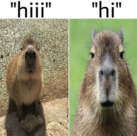 Capybaras Meme Capybaras Know Your Meme