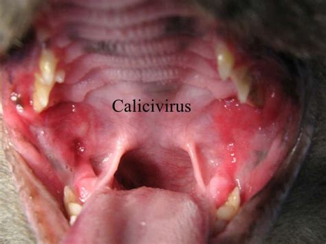 Veterinary Dentistry Feline Stomatitis Update