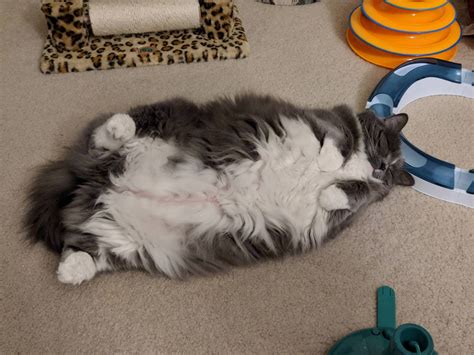 I Just Want To Bury My Face In That Belly Delightfullychubby