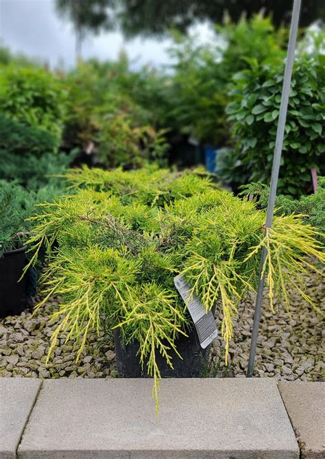 Juniper Gold Lace Falk Nurseries