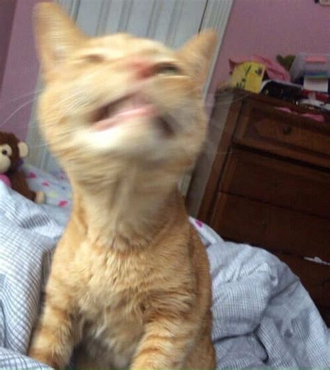Create Meme Cat The Cat Sneezed Meme Fucked Pictures Of Cats Pictures Meme