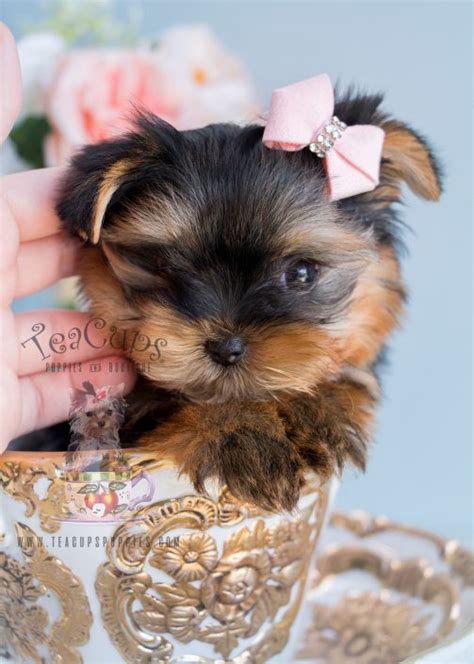 Some of the most beautiful yorkie puppies anywhere in the world! Teacup Yorkies For Sale by TeaCups Puppy Boutique ...