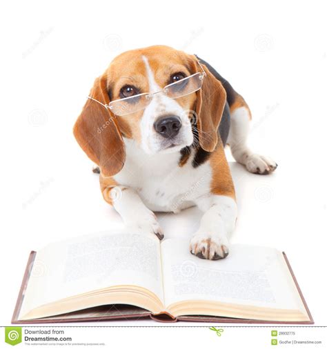 Dog Reading Book Stock Image Image Of School
