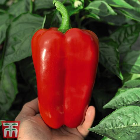 Sweet Pepper Red King F1 Hybrid Seeds Thompson And Morgan