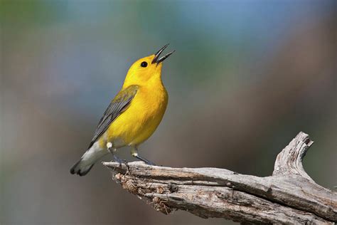 Prothonotary Warbler Prothonoteria Photograph By Larry Ditto Fine