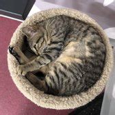 A brand new experience featuring carefully crafted artisan food & drink, as well as a state of the art cattery. PURR Cat Cafe - 44 Photos & 29 Reviews - Themed Cafes ...