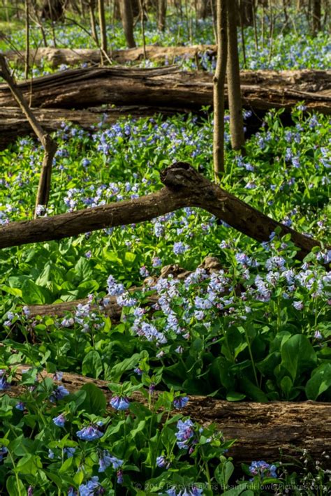 Bluebells And Spring Beauty At Bull Run Beautiful Flower Pictures Blog