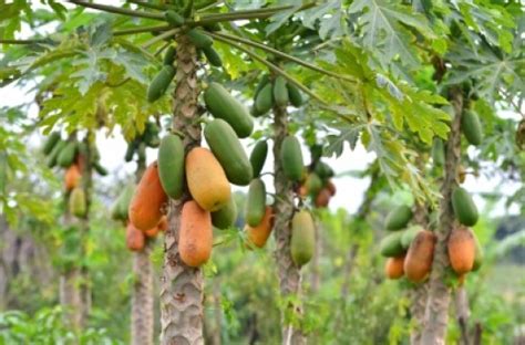 Benefits Of Papaya And Raw Green Papaya Hubpages