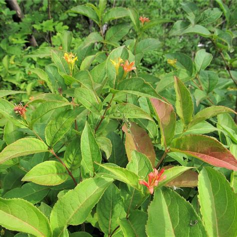 Bush Honeysuckle Diervilla Lonicera Pots Ready Spring And Fall St
