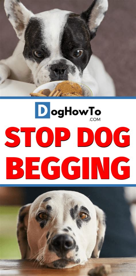 How To Stop Your Dog From Begging Dog How To