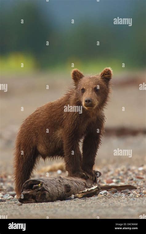 A Brown Or Grizzly Bear Cub Lake Clark National Park Alaska Stock