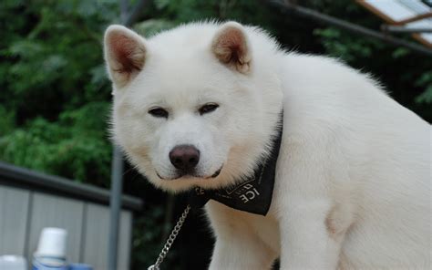 White Rock Akita Inu Photo And Wallpaper Beautiful White Rock Akita