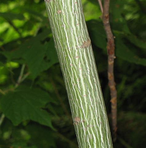 Striped Maple Bark Acer Pensylvanicum Along Lower Lake Roa Flickr