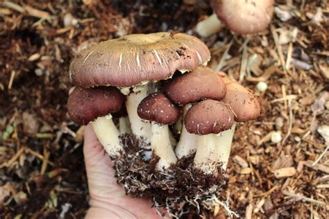 How To Grow Winecap Mushrooms And How To Use Them