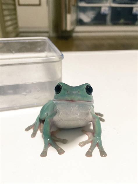 A Green Frog Sitting On Top Of A White Table Next To A Plastic