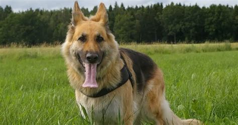 10 Popular Dog Breeds From Germany The Buzz Land