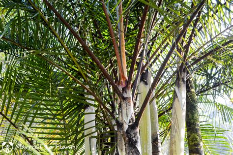 Palm Tree Spotlight Dypsis ‘black Stem