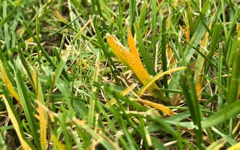 Why Is My Grass Turning Yellow How To Fix Lawnsbesty