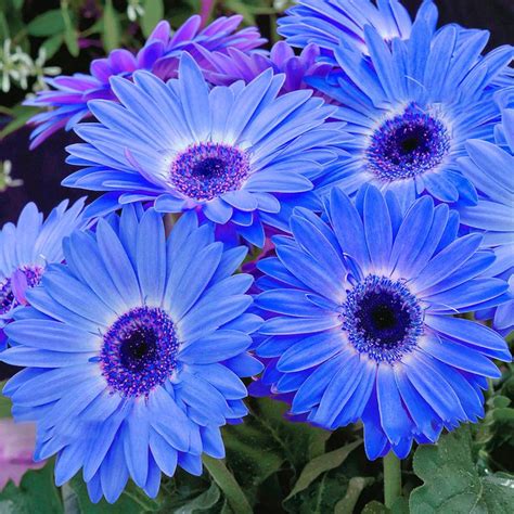 Blue Gerbera Daisy Gerbera Daisy Seeds Flowers Perennials Flower Seeds