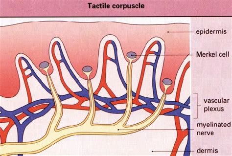 21 Schematic Of The Location Of Merkel Cells Within The Epidermis And