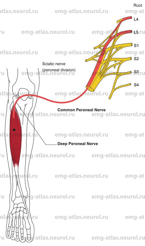 Peroneal Nerve Muscle Innervation