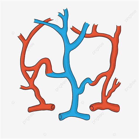 Cardiology Clipart Transparent Background Cardiology Arteriovenous