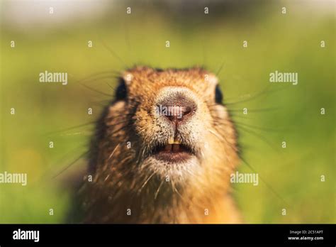 Ground Squirrel Close Up Gopher Portrait Stock Photo Alamy