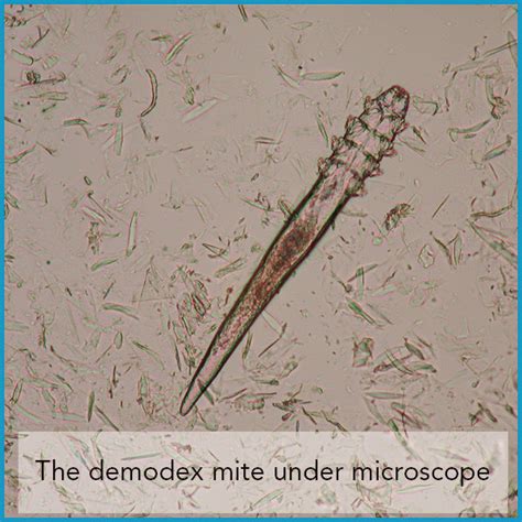 Demodex Mites And Dogs The Skin Vet