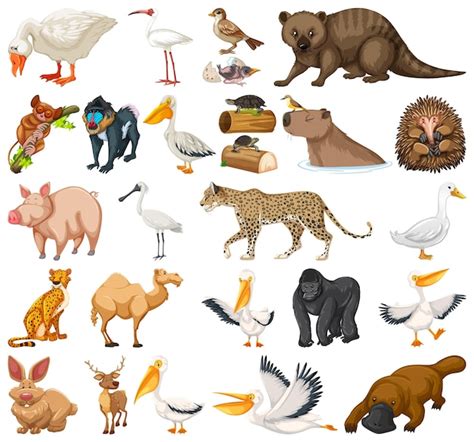 Free Vector Different Kinds Of Animals Collection