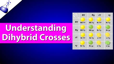 A Dihybrid Cross Involves The Crossing Of Just One Trait Genetics