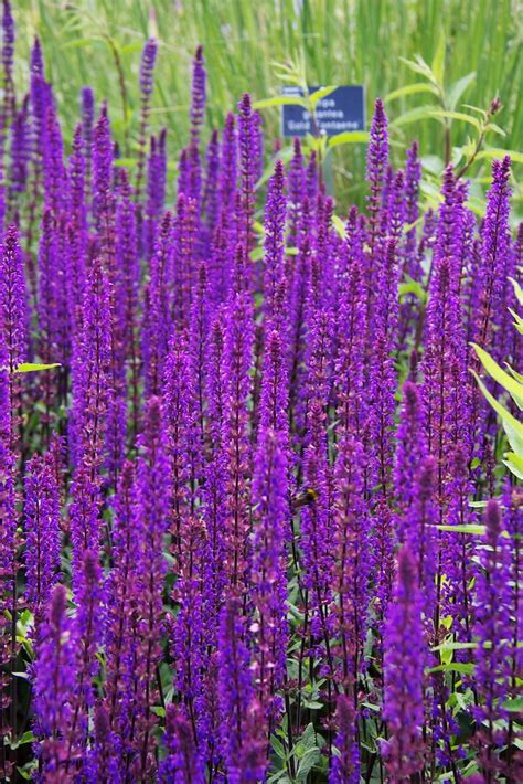 Purple Annual Flowers Names And Pictures ~ Tall Purple Annual Flowers
