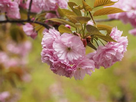 Types Of Flowering Cherry Trees Gardenerdy