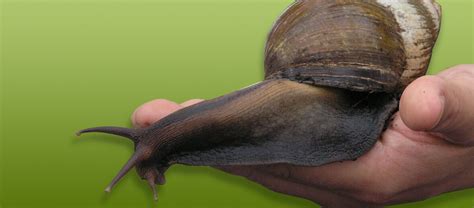 The Impressive Giant African Land Snail Critter Science