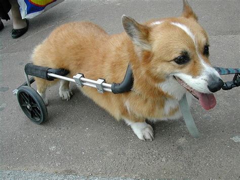 Handicapped Dogs 21 Pics