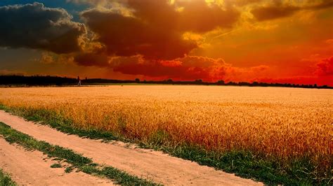 Hot Summer Day On The Field Wallpaper Nature And Landscape