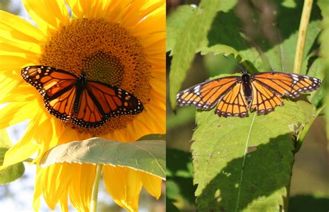 Whats The Difference Monarch Butterfly Vs Viceroy Butterfly