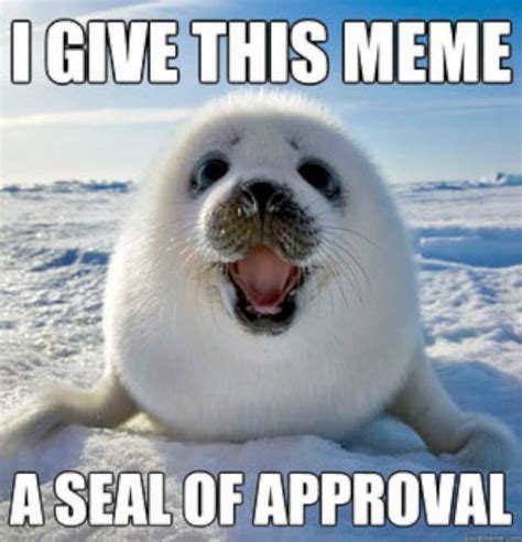 19 Very Funny Seal Meme That You Never Seen Before Memesboy