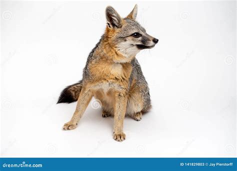 Grey Fox Close Up Portrait Isolated On White Background Stock Image