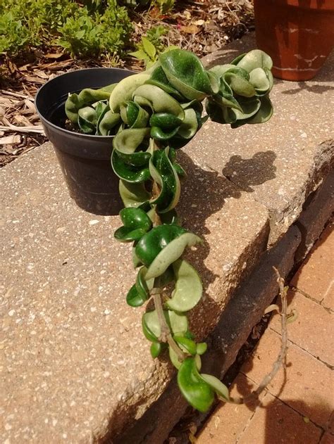 Check spelling or type a new query. Plant ID forum: Identification of succulent - Garden.org