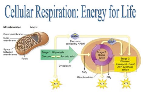 All living cells must carry out cellular respiration. Use of Energy and Materials for Cellular Processes - AP BioLOGY Summer Project