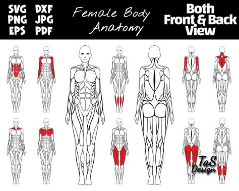 Editable Muscle Map Female Anatomy Poster Clipart Highlight Muscle