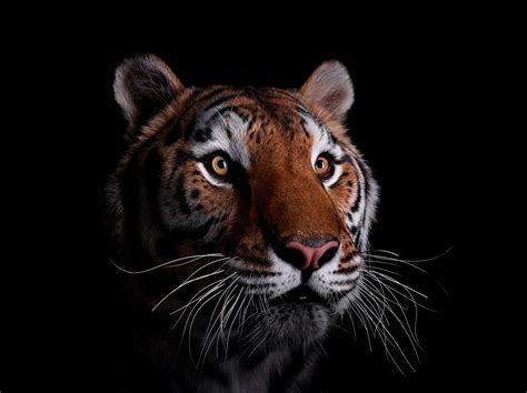 35 Breathtaking Studio Portraits Of Wild Animals