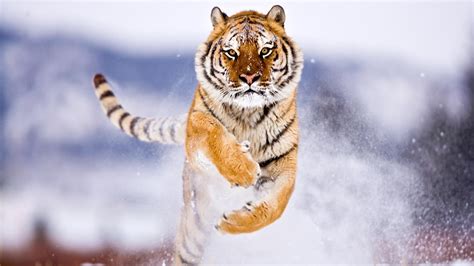 Amur Tiger In Snow Wallpapers Hd Wallpapers Id 10745