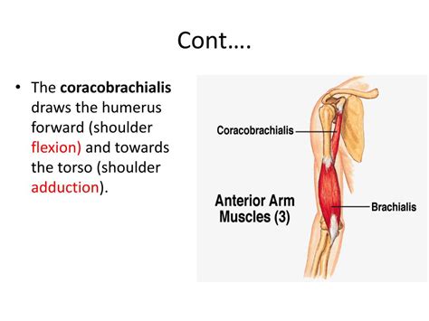 Ppt Anterior Compartment Of Arm And Cubital Fossa Powerpoint