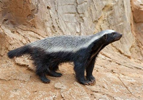 Honey Badger Animal Planets The Most Extreme Wiki Fandom Powered